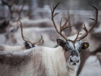 ����������� �������� ��� ������: ���� ���� �������� ����������������